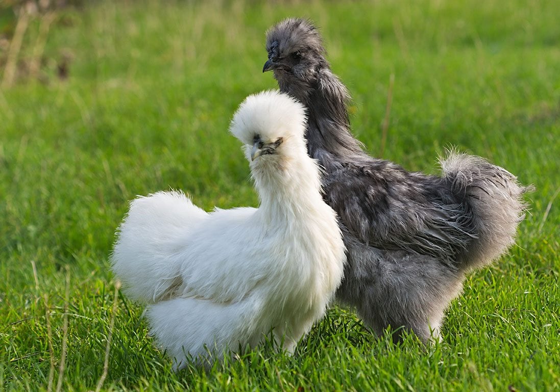 white and grey silkie chicken colors.