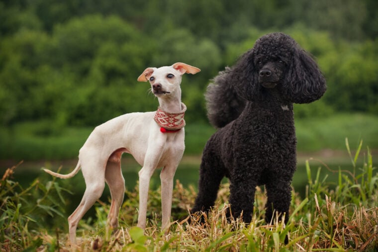 Italian,Greyhound,And,Poodle,Are,Posing,Outdoors.