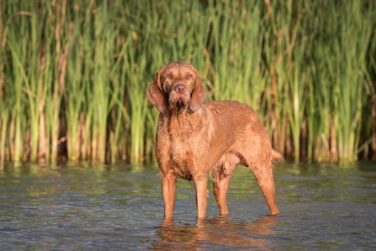 wirehaired vizsla dog in water