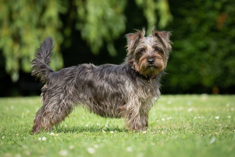 yorkie jack dog standing on the grass outdoors