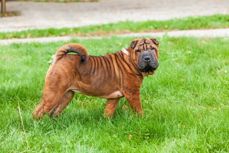 young red fawn Chinese Shar Pei dog standing on the lawn