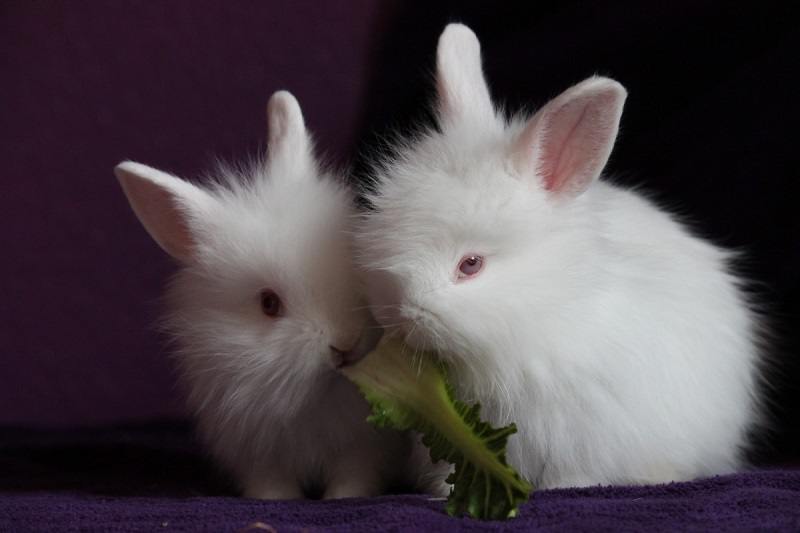 2 angora rabbit