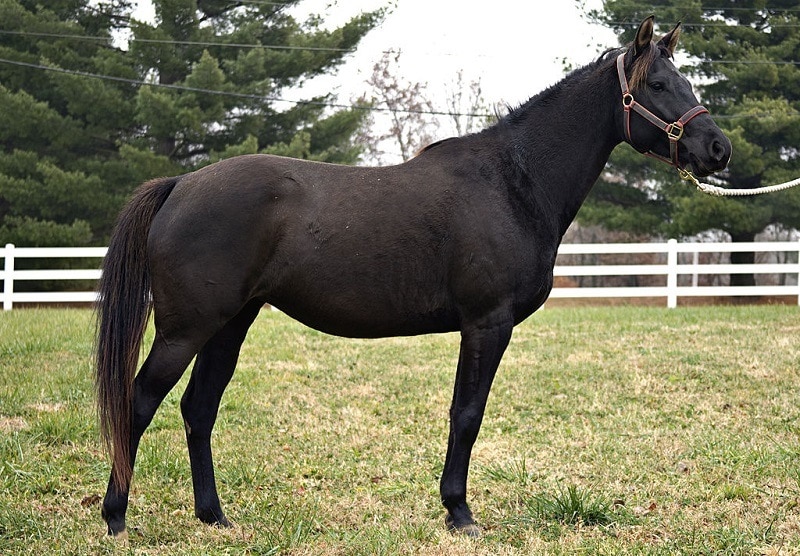 A half-Arabian, half-Quarter Horse mare (i.e. a Quarab)