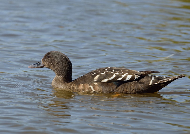 African Black Duck at a pond