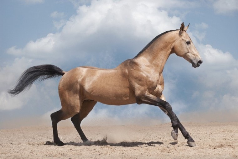 Akhal Teke Horse on desert