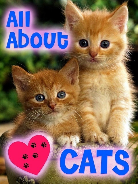 All About Cats - B07PM8CFBJ