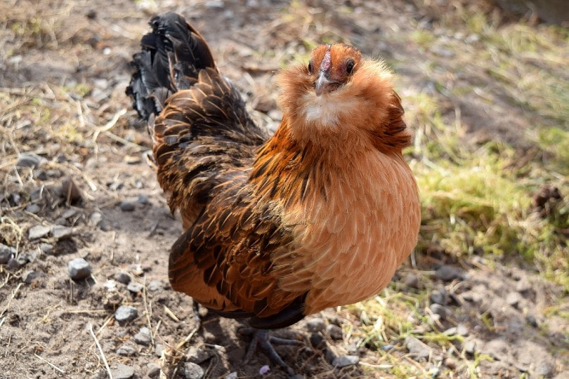 18 Popular Types of Chickens That Lay Colored Eggs 