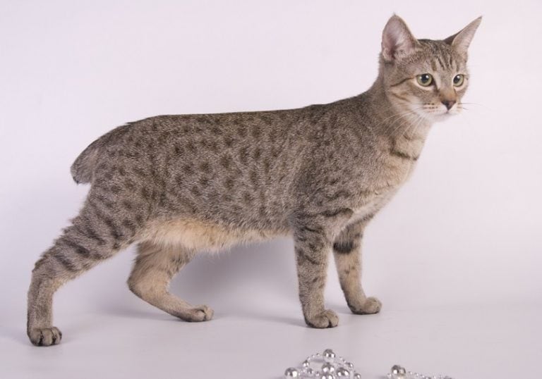 8 Cat Breeds with Short Tails (with Pictures) Pet Keen
