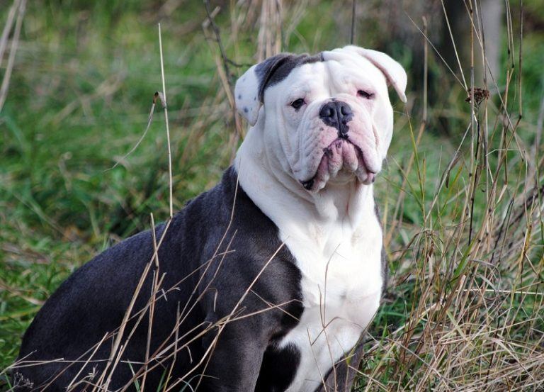 American Bulldog Breed Info: Pictures, Care Guide, Temperament & Traits ...