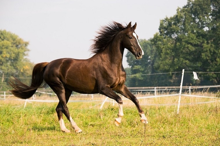 horse running_RebeccasPictures_ Pixabay