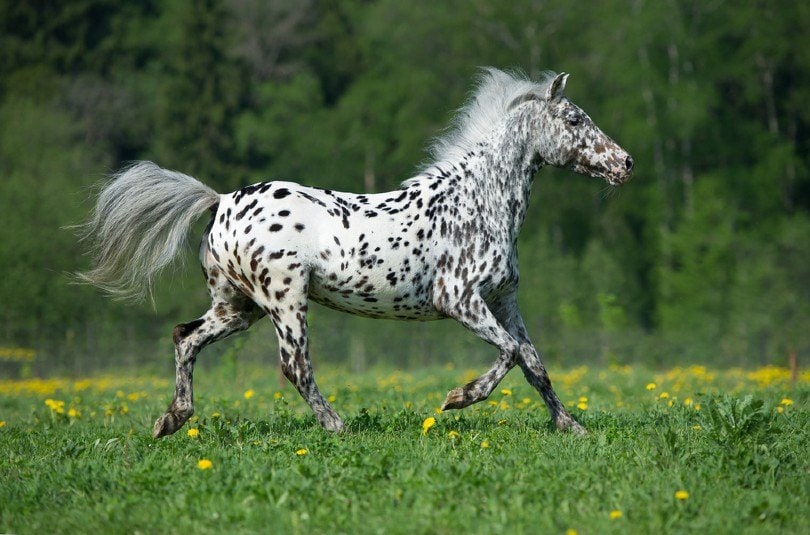 Appaloosa horse runs gallop on the meadow