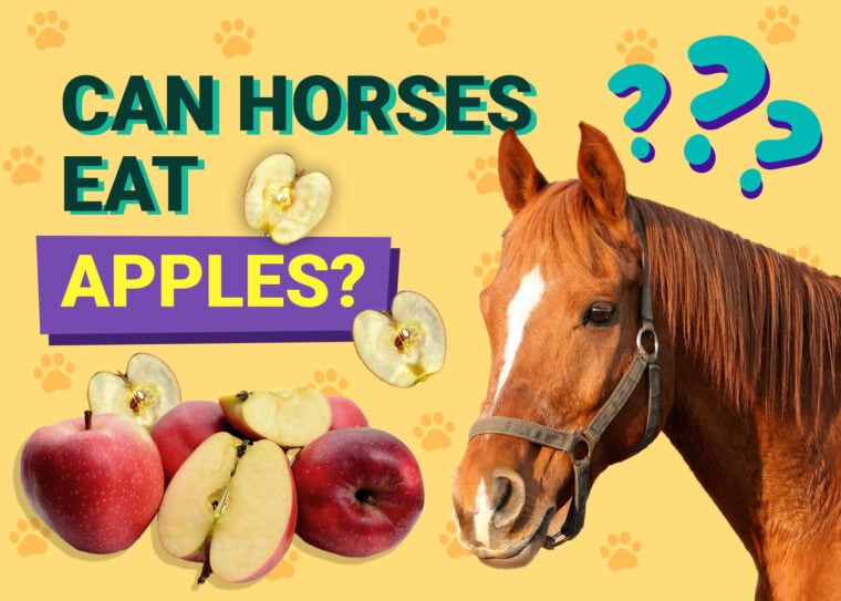 Can horses eat Apples