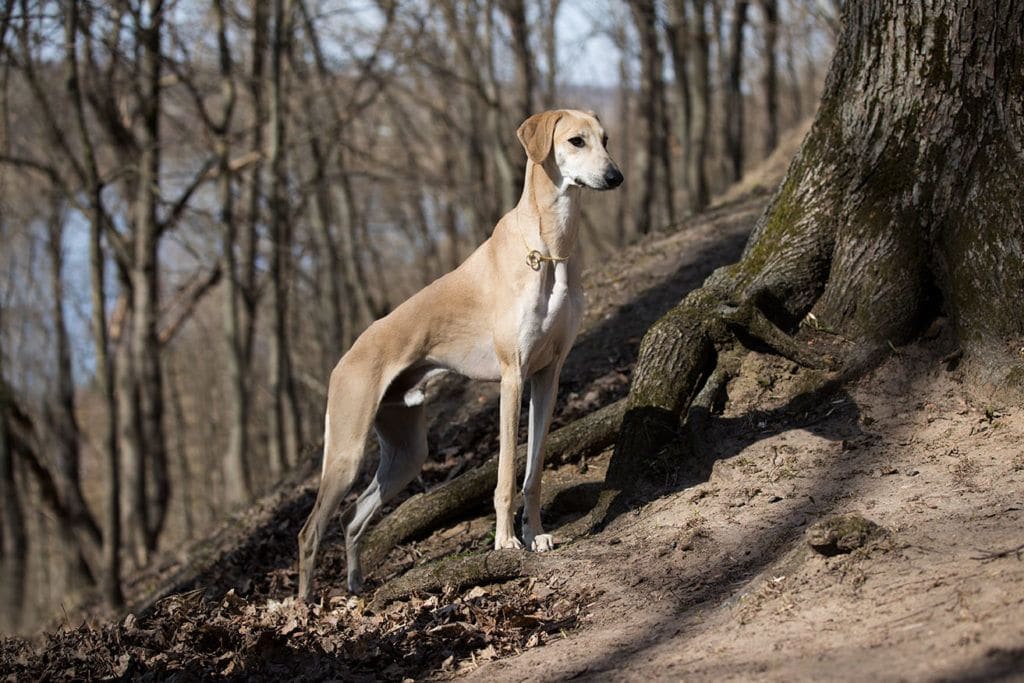 Arabic Greyhound
