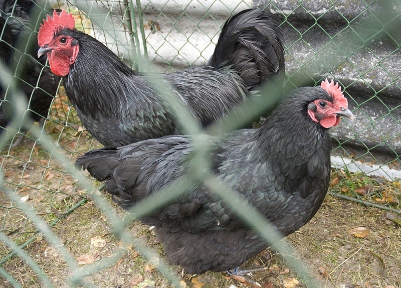 Big Black Australorp Cockerel