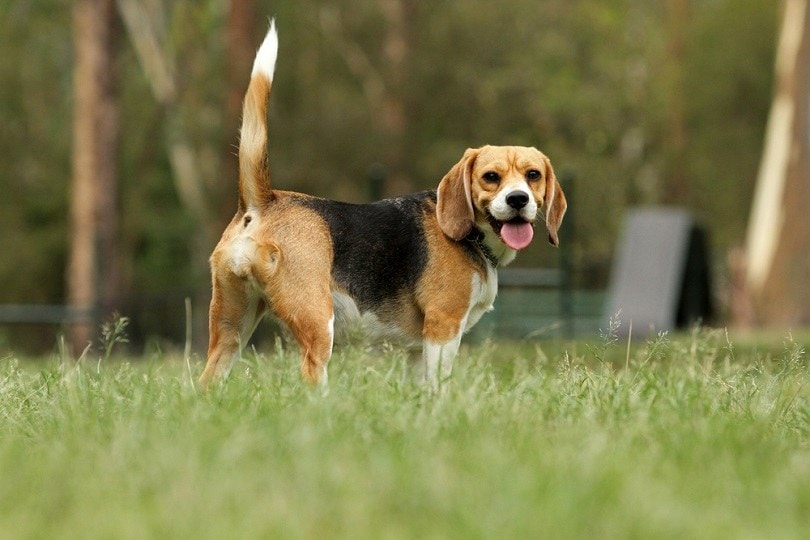 Beagle_Ross stevenson, Shutterstock