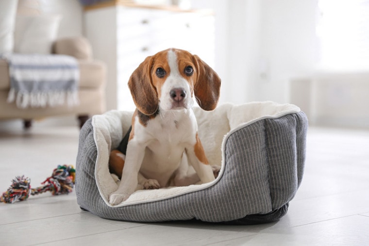 Beagle puppy in dog bed at home