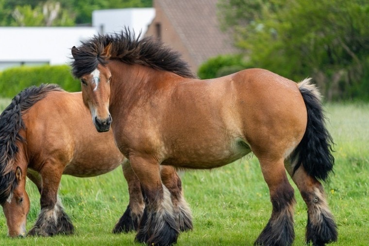 Beautiful ardennes horses