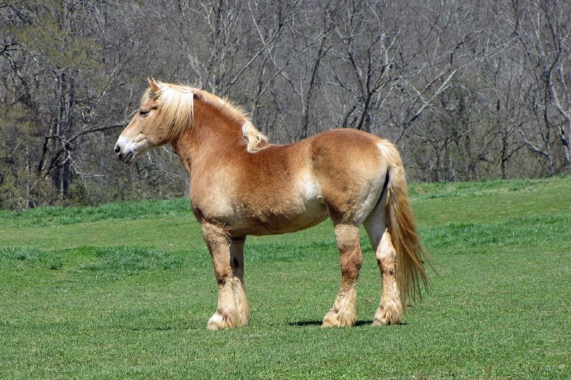8 Belgian Horse Breeds With Pictures Pet Keen