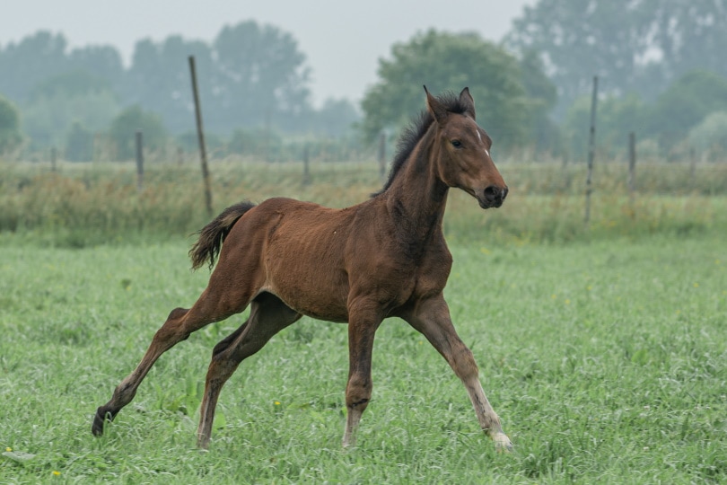 Belgian warmblood purebred horse