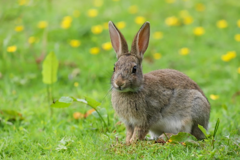 Beveren rabbit in the grass