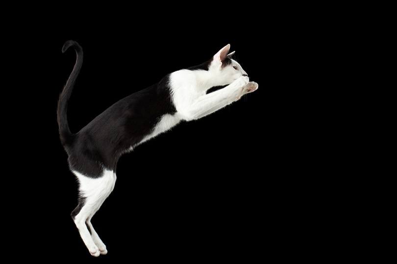 Black-and-White-Oriental-cat_Seregraff_shutterstock