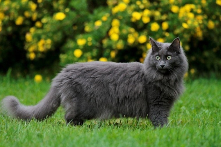 10 Blue Cat Breeds (with Pictures) | Pet Keen