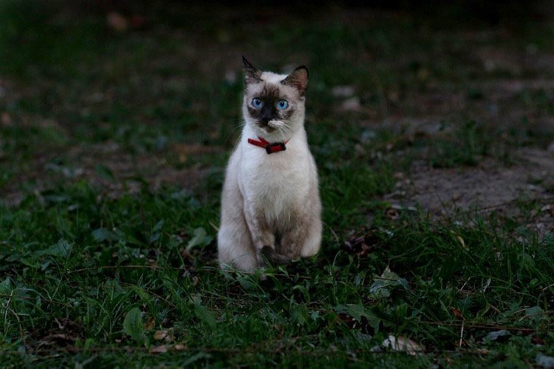 Burmese Cat Breed: Pictures, Temperament & Traits | Pet Keen