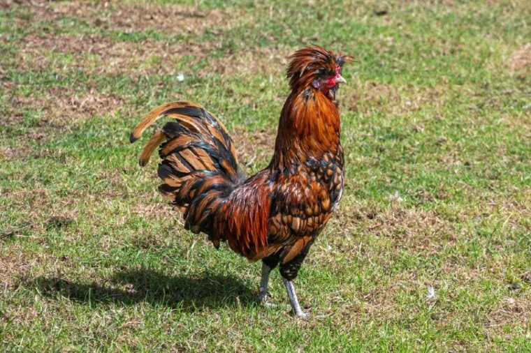 10 Crested Chicken Breeds (with Pictures) | Pet Keen