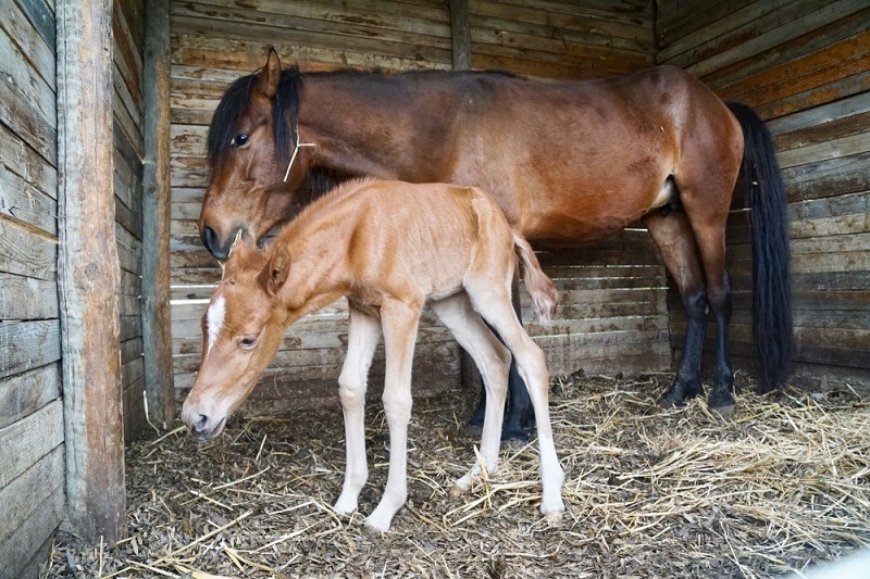 cretan Horse here with a baby, Messara_Shutterstock_Peter Maerky