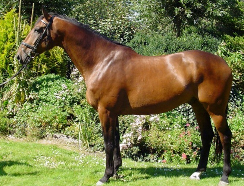 Dutch Warmblood horse