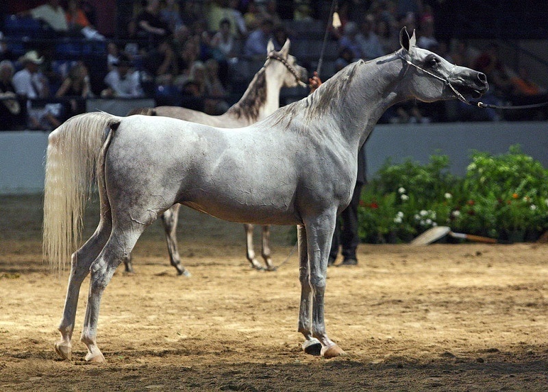 Egyptian Arabian Horse