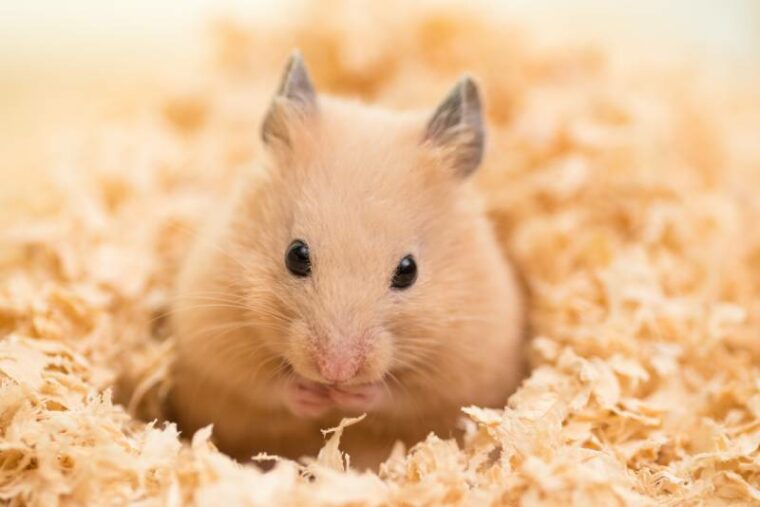 Cage Rage in Hamsters: Taming the Aggression

