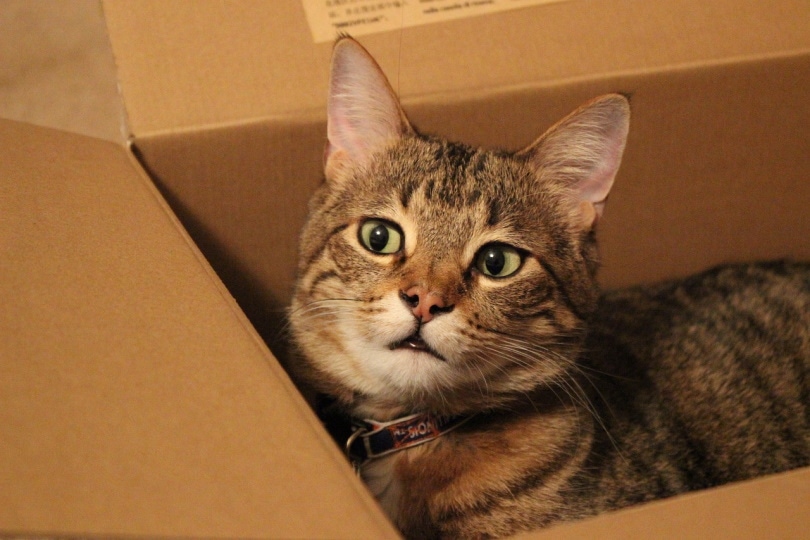 एक बॉक्स के अंदर ग्रे बिल्ली