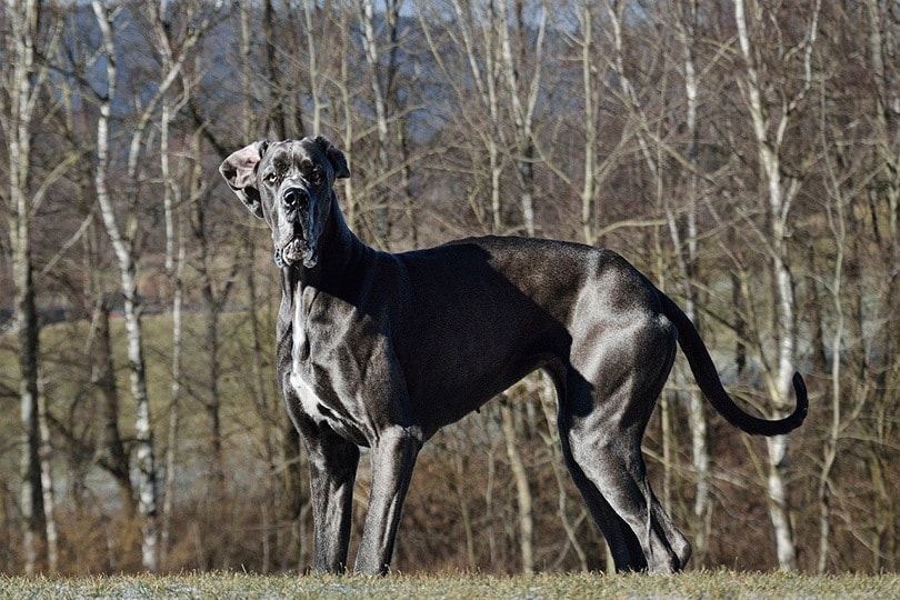 Dog Breeds with the Most Adoration (2023) Great-Dane