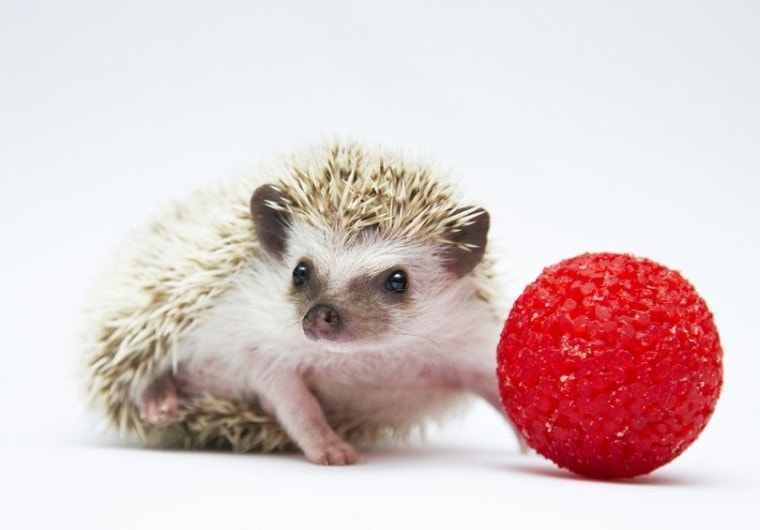 Hedgehog-plays-with-red-glittering-ball_best-dog-photo_shutterstock