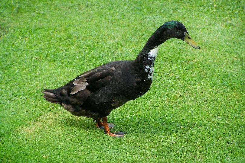 Indian Runner Duck