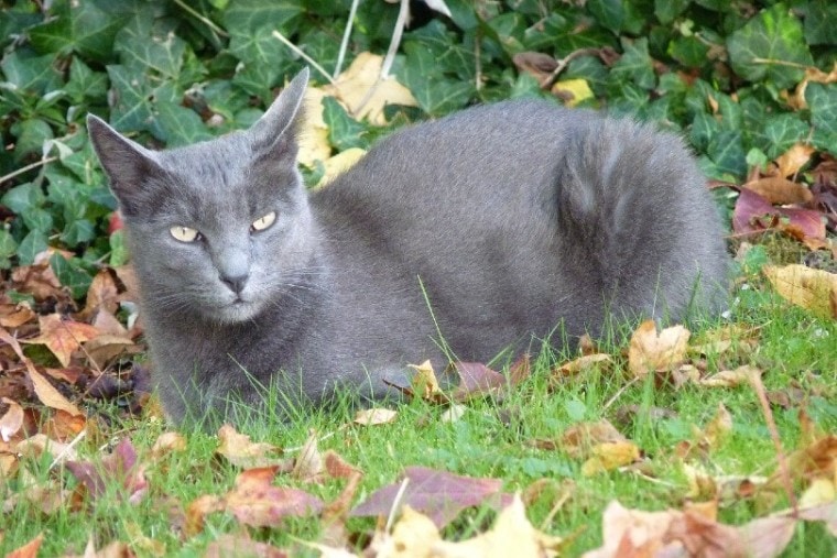 Korat cat lying on the grass