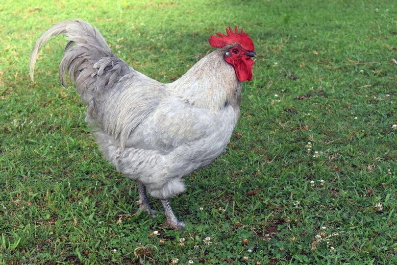 Lavender Orpington rooster in the grass