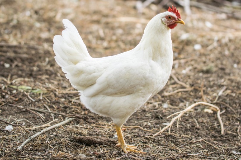 Are Chickens Mammals or Birds? | Pet Keen
