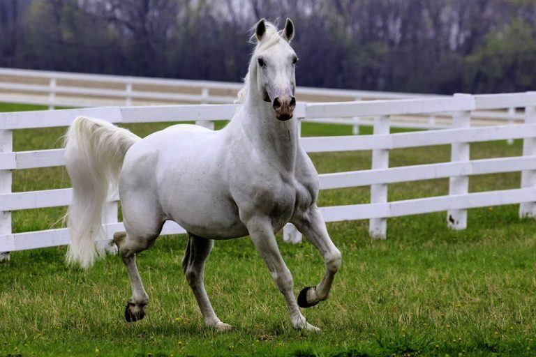 Lipizzaner Horse Info, Pictures, Temperament & Traits Pet Keen