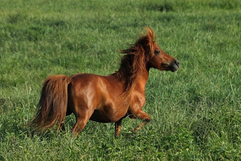 10 Smallest Horse & Pony Breeds: History, Pictures, & Info | P