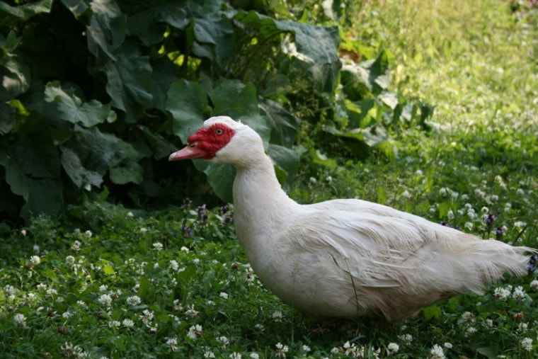 Mulard duck standing in grass with flowers