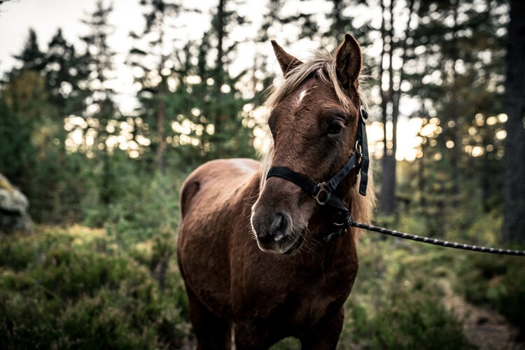 Nordland horse from North Norway in forest