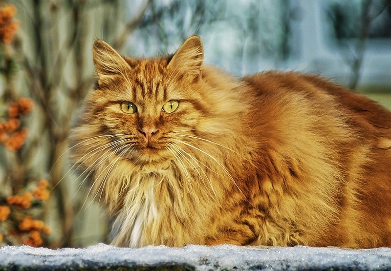 Pet-friendly Cat Breeds For Dogs (2023) Norwegian Cat_TVIOD, Pixabay