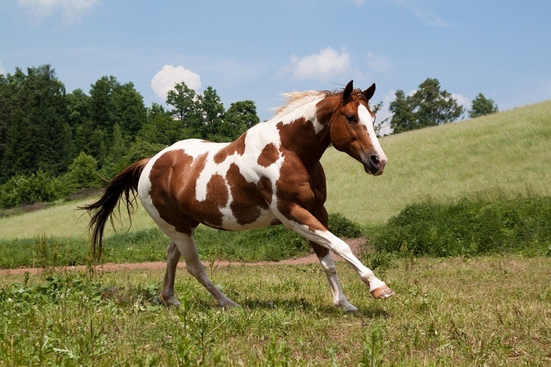Paint horse_Shutterstock_Vera Zinkova