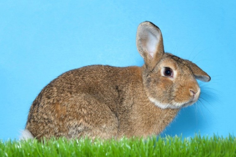 Palomino rabbit