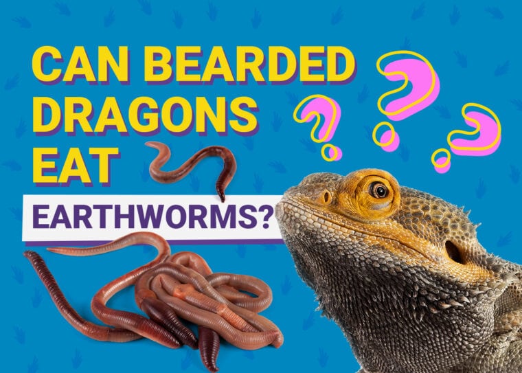 PetKeen_Can Bearded Dragons Eat_earthworms