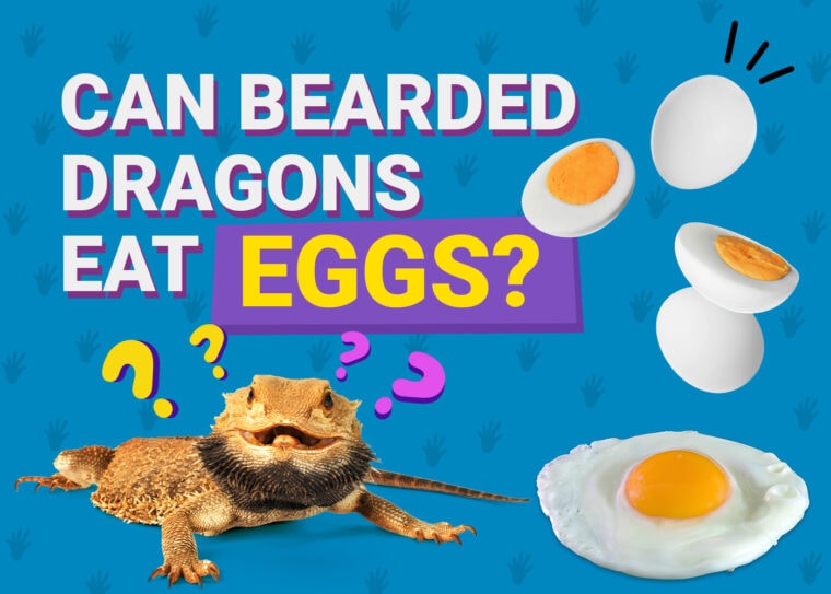 PetKeen_Can Bearded Dragons Eat_eggs