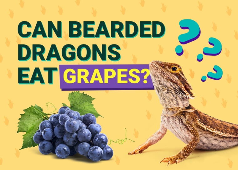 PetKeen_Can Bearded Dragons Eat_grapes v2