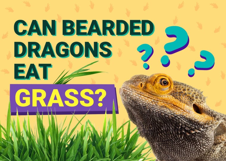 PetKeen_Can Bearded Dragons Eat_grass